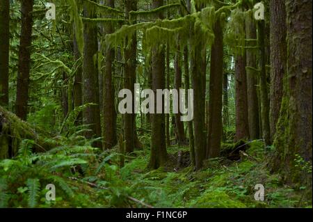 Nortwest US Rainforest. Washington State, U.S.A. Rainforest Scenery. Nature Photography Collection. Stock Photo