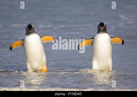 Two Gentoo Penguins coming in from fishing. Falkland Islands. Stock Photo