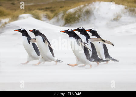 Gentoo Penguins running towards the sea. Falkland Islands. Stock Photo