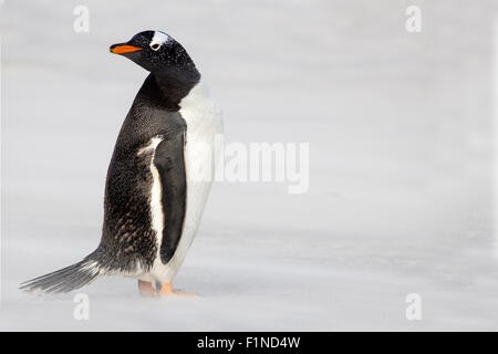 Gentoo Penguin (Pygoscelis papua) on the beach. Falkland Islands. Stock Photo