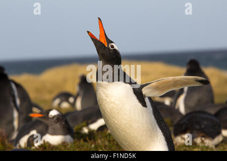 Gentoo Penguin Displaying. Falkland Islands Stock Photo