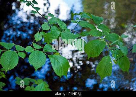 Prunus padus, known as Bird Cherry or Hackberry leaves in closeup Stock Photo