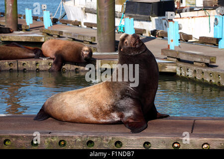 A male sea-lion basking in the sun on a pier in a marina in Astoria Oregon. Stock Photo