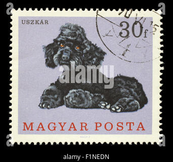 Stamp printed in Hungary showing dog, circa 1975 Stock Photo