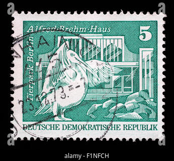 Stamp printed in Germany shows Eastern white pelican and Alfred Brehm House, Tierpark, Berlin, circa 1973. Stock Photo