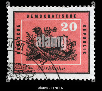 Stamp printed in GDR shows Black grouse, Tetrao tetrix, Protection of Native Birds, circa 1959 Stock Photo