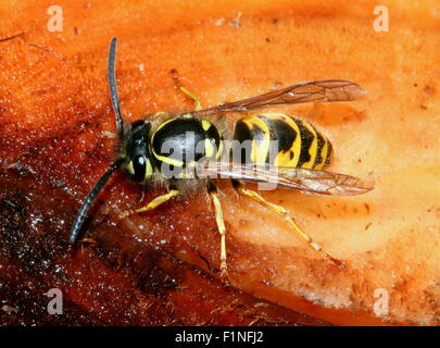 Common European wasp (Vespula vulgaris) feeding on on pine tree resin Stock Photo
