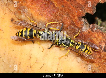 Two European Common wasps (Vespula vulgaris) feeding on on pine tree resin Stock Photo
