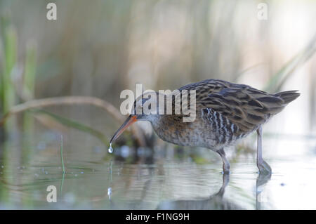Water Rail in the morning reeds Stock Photo