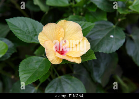 opened hibbiscus yellow flower, Hibiscus sabdariffa Stock Photo