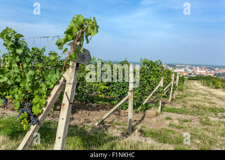 Wine region Valtice, vineyard and grapes, South Moravia fields Czech Republic, Europe Stock Photo