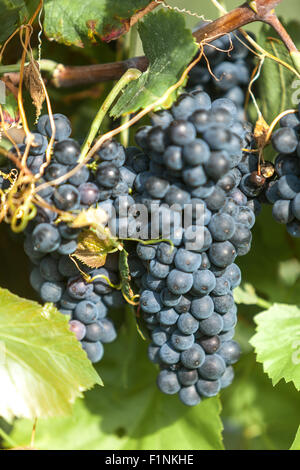 Wine region Valtice, vineyard and grapes, South Moravia, Czech Republic, Europe Stock Photo