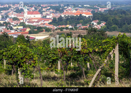 Wine region Valtice, vineyard and grapes, South Moravia, Czech Republic, Europe, Czech vineyards Stock Photo