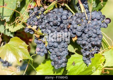 Wine region Valtice, vineyard and grapes, South Moravia, Czech Republic, Europe Stock Photo