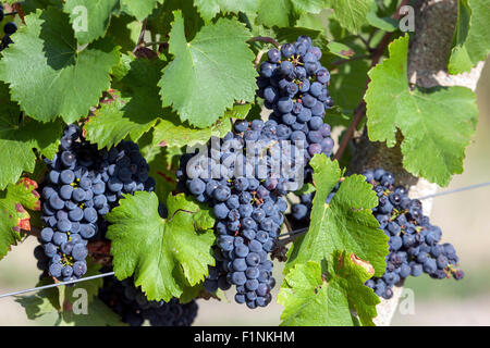 Wine region Valtice, vineyard and grapes, South Moravia, Czech Republic, Europe Stock Photo