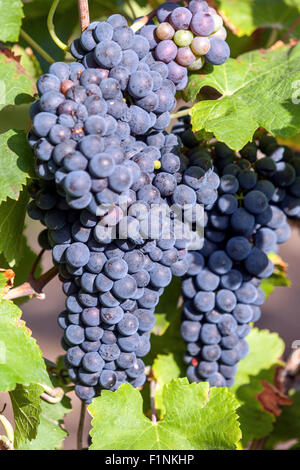 Bunch of grapes on vine, Wine grapes in plant Stock Photo