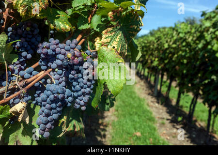 Czech vineyards, Wine region Slovacko, Blatnice pod Svatym Antoninkem, grapes in the vineyard, South Moravia, Czech Republic, Europe Stock Photo