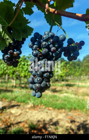 Wine region Slovacko, Blatnice pod Svatym Antoninkem, grapes in the vineyard, South Moravia, Czech Republic, Europe Stock Photo