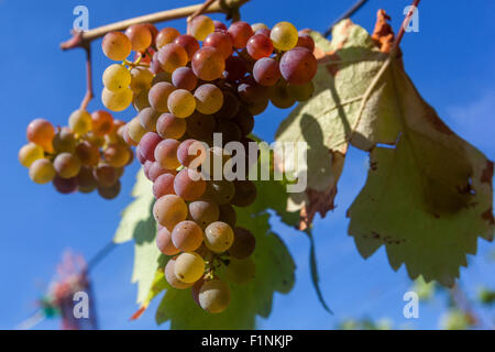 Wine region Slovacko, Blatnice pod Svatym Antoninkem, grapes in the vineyard, South Moravia, Czech Republic, Europe Stock Photo