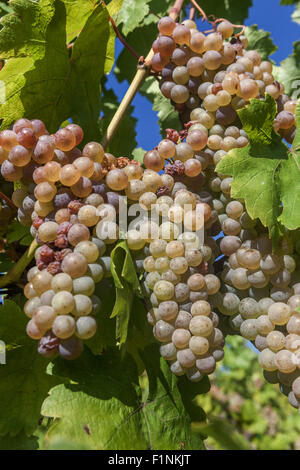 Wine region Slovacko, Blatnice pod Svatym Antoninkem, grapes in the vineyard, South Moravia, Czech Republic, Europe Stock Photo