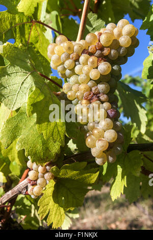 Wine grapes in plant South Moravia vineyard Czech Republic Stock Photo