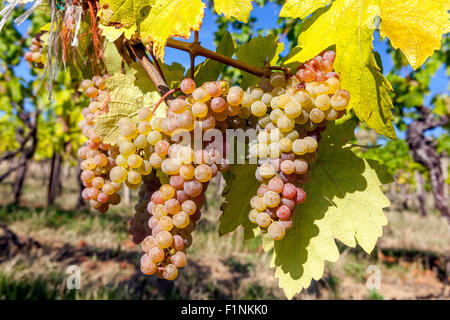 Bunch of grapes on vine, Wine region Slovacko, South Moravia, Czech Republic, Europe vineyard wine grapes in plant Grapes growing Stock Photo