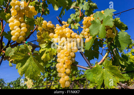 Moravian wine region Slovacko Moravia vineyard  Wine grapes in plant White wine grapes sky Stock Photo