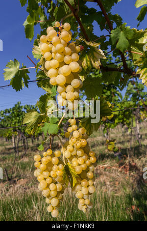 Wine region Slovacko Grapes in plant, South Moravia, Czech Republic vineyard sky Stock Photo