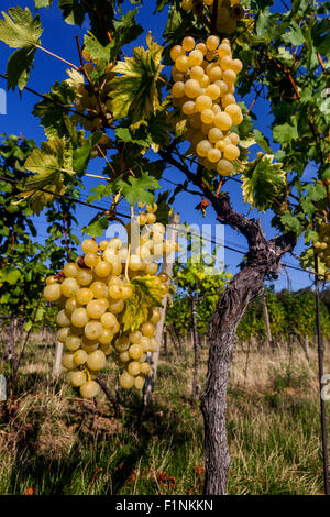 Bunch of grapes on vine, Wine region Slovacko, South Moravia, Czech Republic Wine grapes in plant Stock Photo