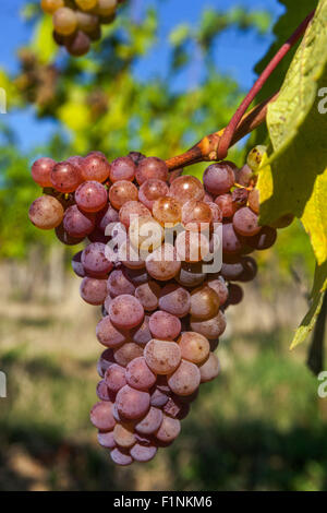 Bunch of grapes on vine, Wine region Slovacko, South Moravia, Czech Republic, Europe Stock Photo