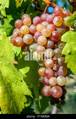 Sunny Bunch of grapes on vine, Cluster, Moravian wine region Slovacko, South Moravia, Czech Republic, Europe Stock Photo