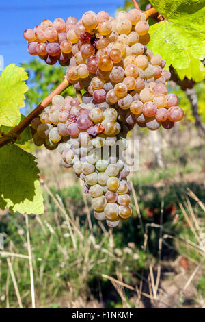 Wine region Slovacko Grapes in plant, South Moravia, Czech Republic Stock Photo