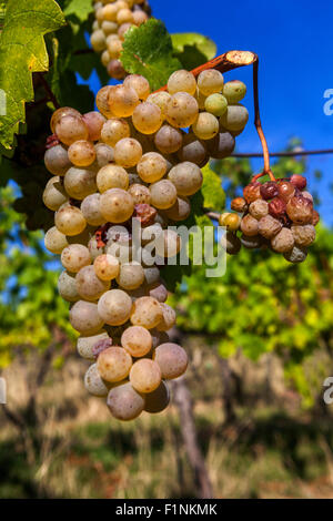 Wine region Slovacko Grapes in plant, South Moravia, Czech Republic vineyard Stock Photo