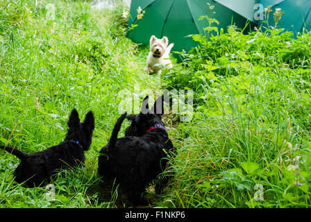 Two scottish terriers meet a west highland terrier Stock Photo