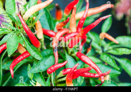 Birds eye chillies growing on a bush Stock Photo