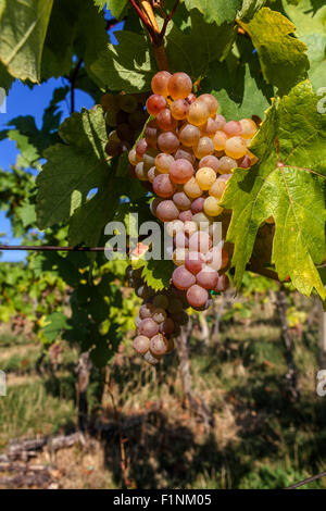 Wine region Slovacko Grapes in plant, South Moravia, Czech Republic vineyard Stock Photo