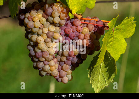 Bunch of grapes on vine, Wine region Slovacko, South Moravia, Czech Republic, Europe Stock Photo