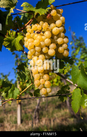 Bunch of grapes on vine Juicy Czech Wine region Slovacko Moravia Czech Republic, Europe Grapes in plant Stock Photo