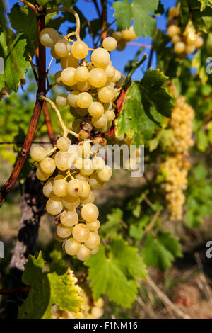 Wine region Slovacko Grapes in plant, South Moravia, Czech Republic vineyard Stock Photo