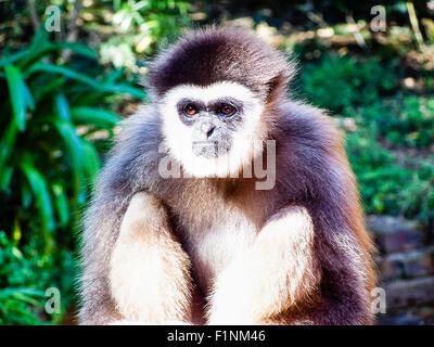 Young vervet monkey, South Africa Stock Photo