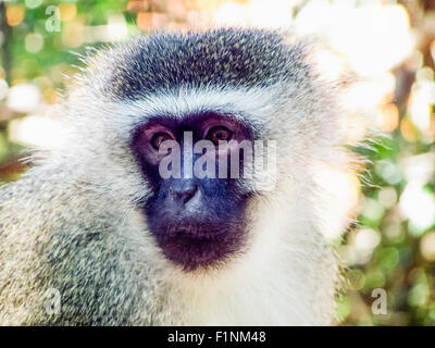 Vervet monkey, South Africa Stock Photo