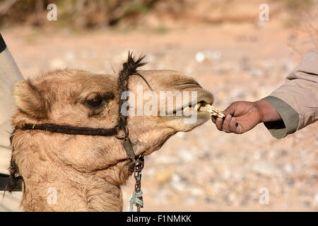 Arabs and camels collection Stock Photo - Alamy