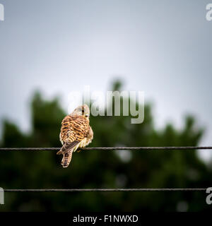 Juvenile kestrel (Falco tinnunculus) on a wire. Kestrels qualify for the RSPB's Amber status. Stock Photo