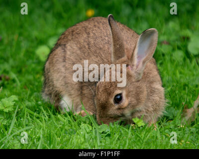 wild rabbit, UK Stock Photo