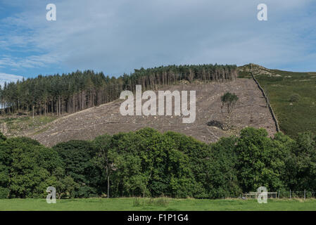 A felled forestry plantation in Kentmere Cumbria Stock Photo