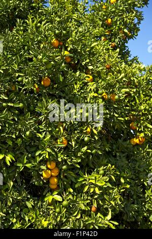 Oranges - Orange Tree in Californian Garden. Vertical Orange Tree Photography. Organic Growth Oranges Stock Photo