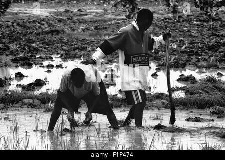 workers on a rice field, Timbuktu city, Mali Stock Photo