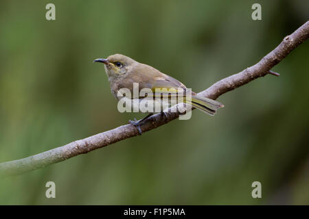 Juvenile Brown Honeyeater perched on branch, Kings Park, Perth, Western Australia Stock Photo
