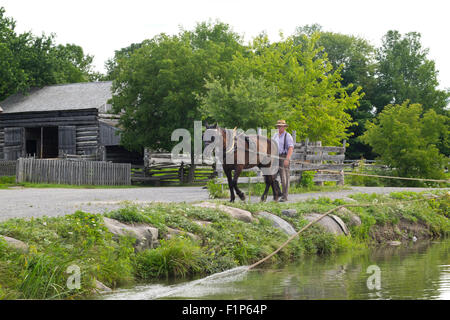 A horse on the Upper Canada Village towpath. Stock Photo