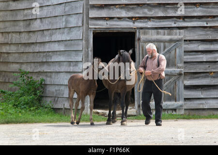 Mare and foal at Upper Canada Village. Stock Photo